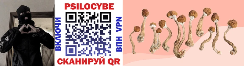 Купить  Кола  Псилоцибиновые грибы Psilocybine cubensis 
